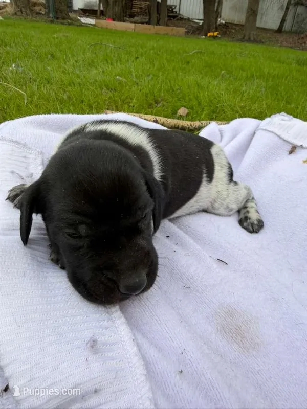 Remy  – German Shorthaired Pointer puppy for sale in Marshfield, WI