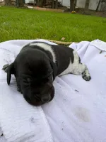 Remy , a male German Shorthaired Pointer for sale in Marshfield, WI – Photo 1 of 5