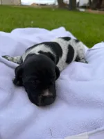 Atlas , a male German Shorthaired Pointer for sale in Marshfield, WI – Photo 2 of 4