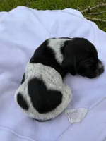 Atlas , a male German Shorthaired Pointer for sale in Marshfield, WI – Photo 3 of 4