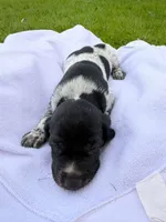Atlas , a male German Shorthaired Pointer for sale in Marshfield, WI – Photo 4 of 4