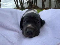 Atlas , a male German Shorthaired Pointer for sale in Marshfield, WI – Photo 1 of 4