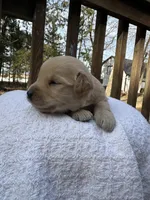 Angelo , a male Golden Retriever for sale in Marshfield, WI – Photo 2 of 5