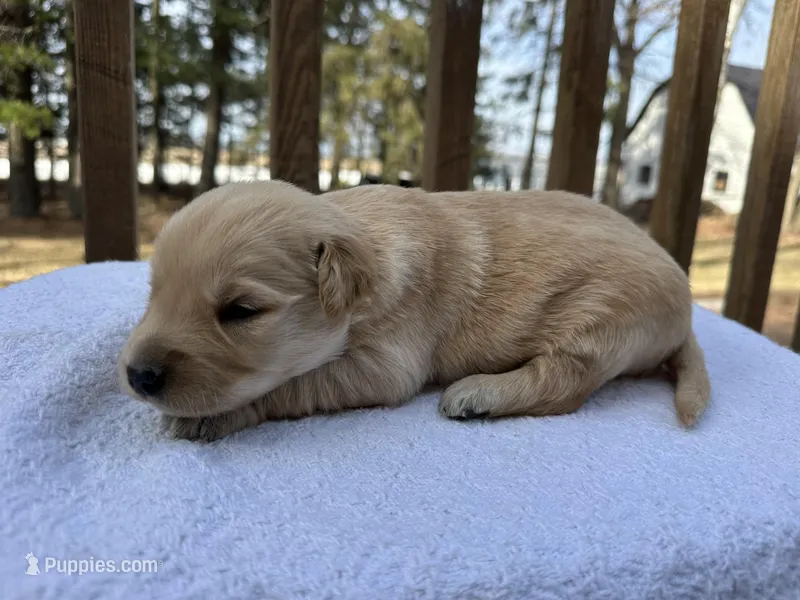 Angelo  – Golden Retriever puppy for sale in Marshfield, WI