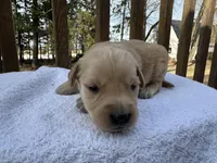 Angelo , a male Golden Retriever for sale in Marshfield, WI – Photo 3 of 5