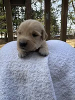 Angelo , a male Golden Retriever for sale in Marshfield, WI – Photo 4 of 5