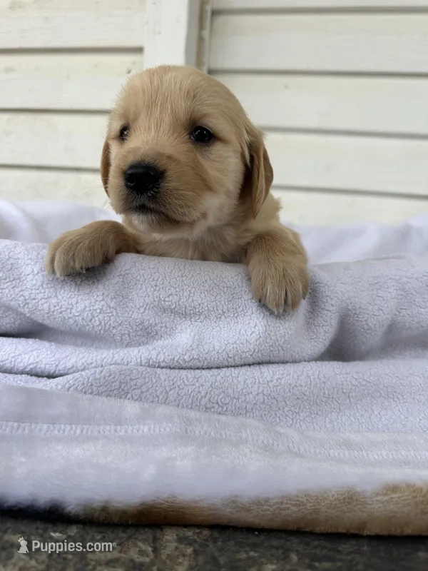 Angelo  – Golden Retriever puppy for sale in Marshfield, WI