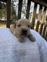 Angelo , a male Golden Retriever for sale in Marshfield, WI – Photo 5 of 5