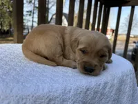 Miles , a male Golden Retriever for sale in Marshfield, WI – Photo 2 of 4