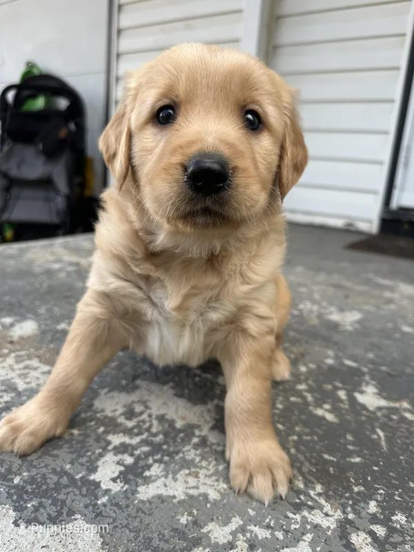 Miles  – Golden Retriever puppy for sale in Marshfield, WI