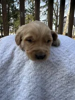 Miles , a male Golden Retriever for sale in Marshfield, WI – Photo 4 of 4