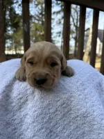 Miles , a male Golden Retriever for sale in Marshfield, WI – Photo 1 of 4