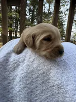 Miles , a male Golden Retriever for sale in Marshfield, WI – Photo 3 of 4