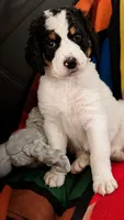 Misty Blue, a female Bernedoodle for sale in Henderson, CO – 4 of 4