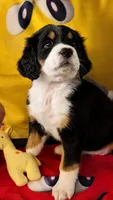 🌹❤️Amber Rose, a female Bernedoodle for sale in Henderson, CO – 2 of 2