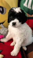 Snoopy, a male Bernedoodle for sale in Henderson, CO – 2 of 2