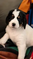 Misty Blue, a female Bernedoodle for sale in Henderson, CO – 3 of 4