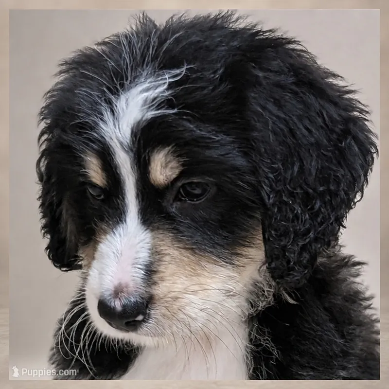 Daughtry – Bernedoodle puppy for sale in Henderson, CO