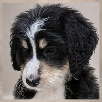 Daughtry, a male Bernedoodle for sale in Henderson, CO – 1 of 2