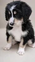 Daughtry, a male Bernedoodle for sale in Henderson, CO – 2 of 2