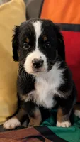 Prince, a male Bernedoodle for sale in Henderson, CO – 2 of 2