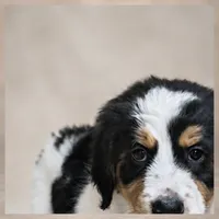 Misty Blue, a female Bernedoodle for sale in Henderson, CO – 1 of 4