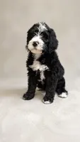 Maggie May, a female Bernedoodle for sale in Henderson, CO – 2 of 2