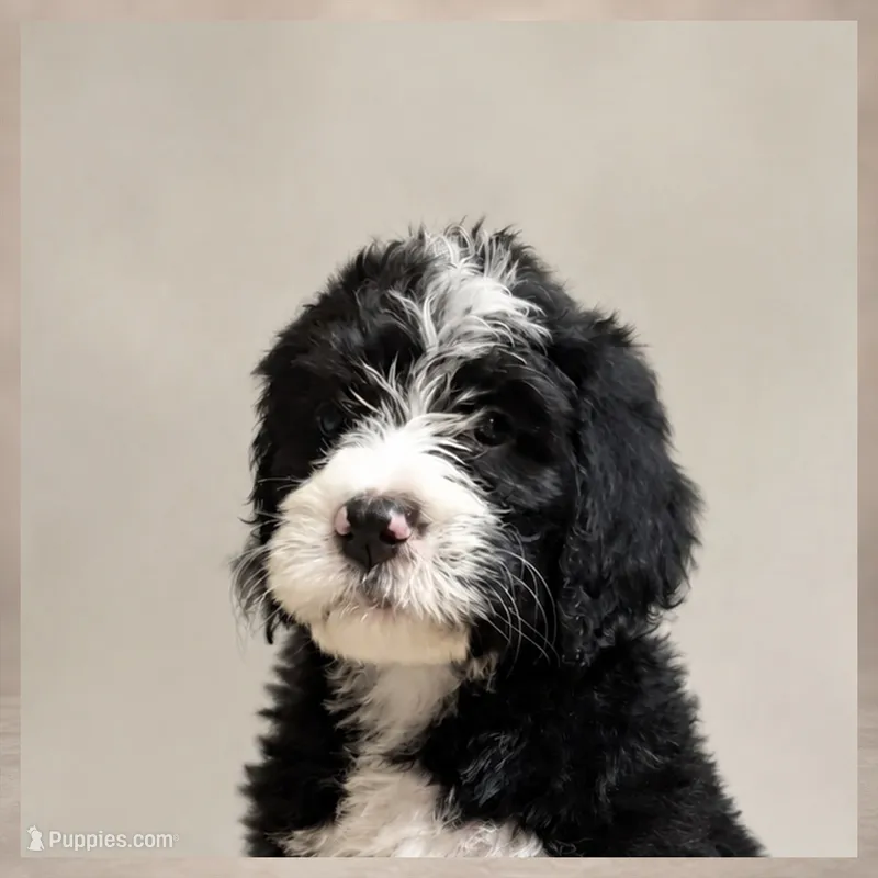 Maggie May – Bernedoodle puppy for sale in Henderson, CO