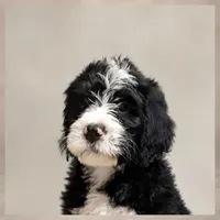 Maggie May, a female Bernedoodle for sale in Henderson, CO – 1 of 2