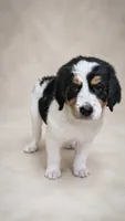 Misty Blue, a female Bernedoodle for sale in Henderson, CO – 2 of 4