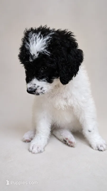 Snoopy – Bernedoodle puppy for sale in Henderson, CO