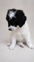 Snoopy, a male Bernedoodle for sale in Henderson, CO – 1 of 2