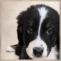 Prince, a male Bernedoodle for sale in Henderson, CO – 1 of 2