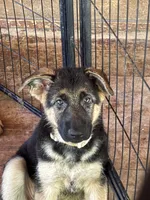 Yellow collar , a female German Shepherd Dog for sale in Spencer, IN – 5 of 5