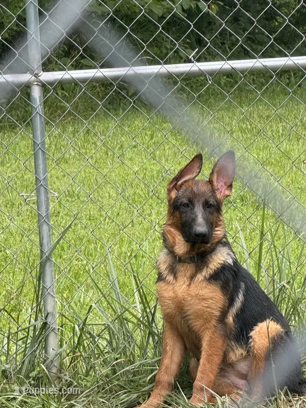 Arya - Blue collar 2 – German Shepherd Dog puppy for sale in Spencer, IN