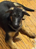 Raven- Female, a female German Shepherd Dog for sale in Spencer, IN – 6 of 10