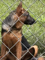 Arya - Female, a female German Shepherd Dog for sale in Spencer, IN – 3 of 10