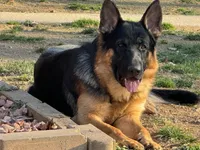 Angus, a male German Shepherd Dog for sale in Spencer, IN – 1 of 4