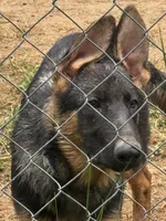 Raven- Female, a female German Shepherd Dog for sale in Spencer, IN – 4 of 10