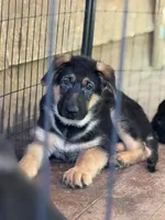 Angus, a male German Shepherd Dog for sale in Spencer, IN – 3 of 4
