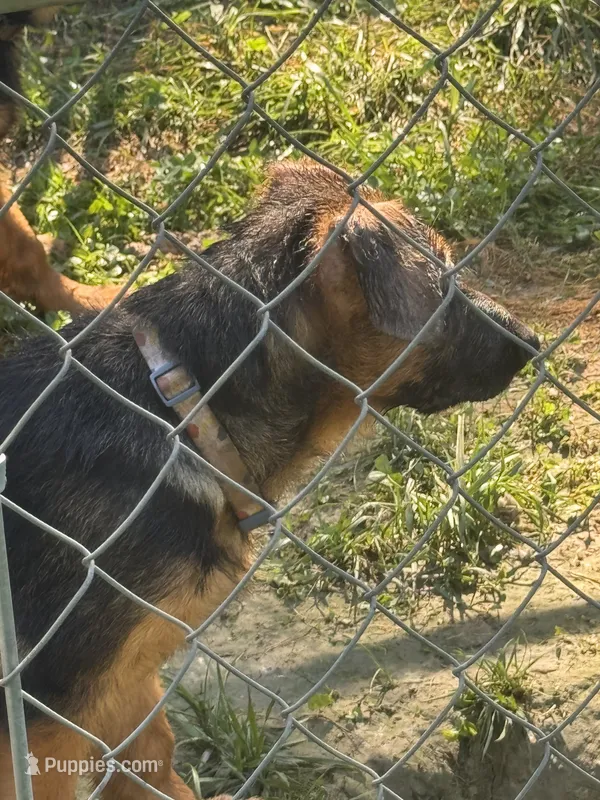 Ember -Blue collar Femsle – German Shepherd Dog puppy for sale in Spencer, IN