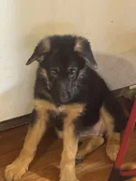 Raven-Red collar female, a female German Shepherd Dog for sale in Spencer, IN – 5 of 9
