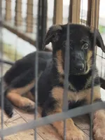 Pink Collar Female, a female German Shepherd Dog for sale in Spencer, IN – 3 of 3