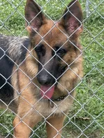 Ember -Blue collar Femsle, a female German Shepherd Dog for sale in Spencer, IN – 4 of 4