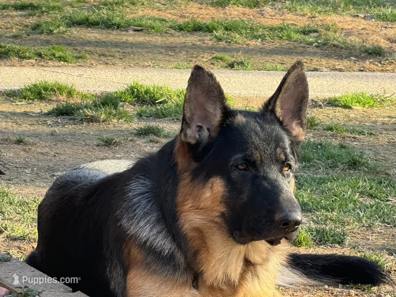 Yellow collar  – German Shepherd Dog puppy for sale in Spencer, IN
