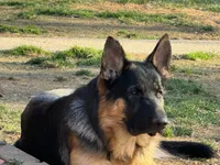 Yellow collar , a female German Shepherd Dog for sale in Spencer, IN – 1 of 5