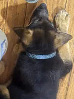 Arya - Blue collar 2, a female German Shepherd Dog for sale in Spencer, IN – 7 of 8