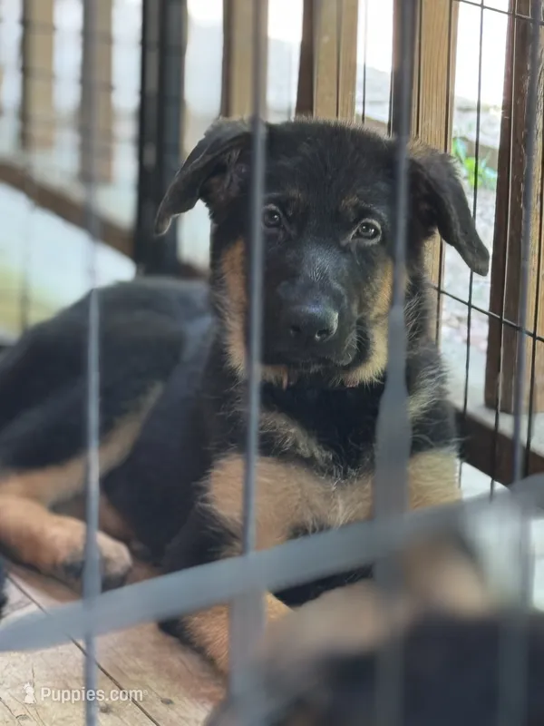 Xena - Pink Collar Female – German Shepherd Dog puppy for sale in Spencer, IN