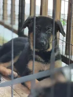 Xena - Pink Collar Female, a female German Shepherd Dog for sale in Spencer, IN – 4 of 5