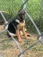 Arya - Female, a female German Shepherd Dog for sale in Spencer, IN – 4 of 10